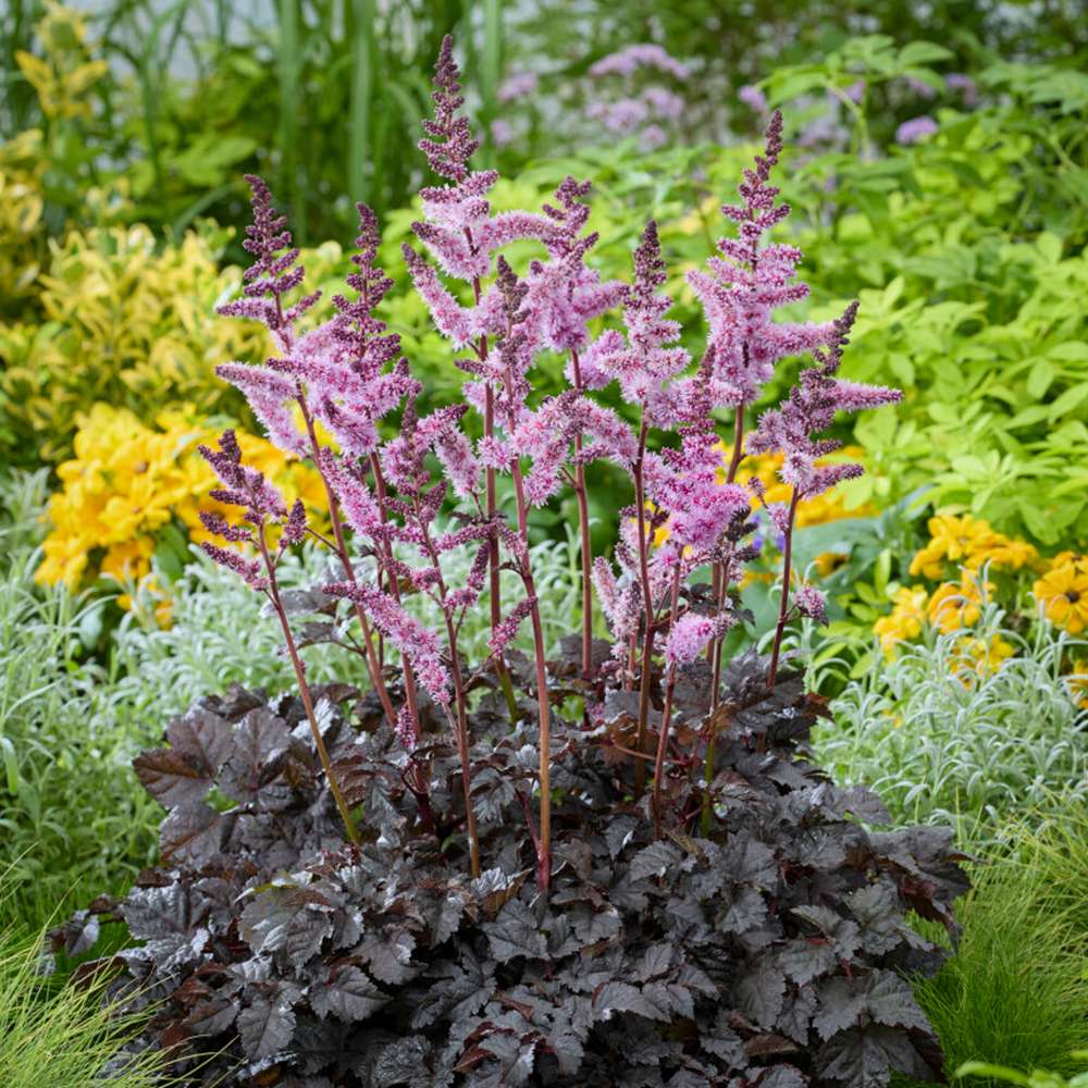 Astilbe 'Dark Side of The Moon'
